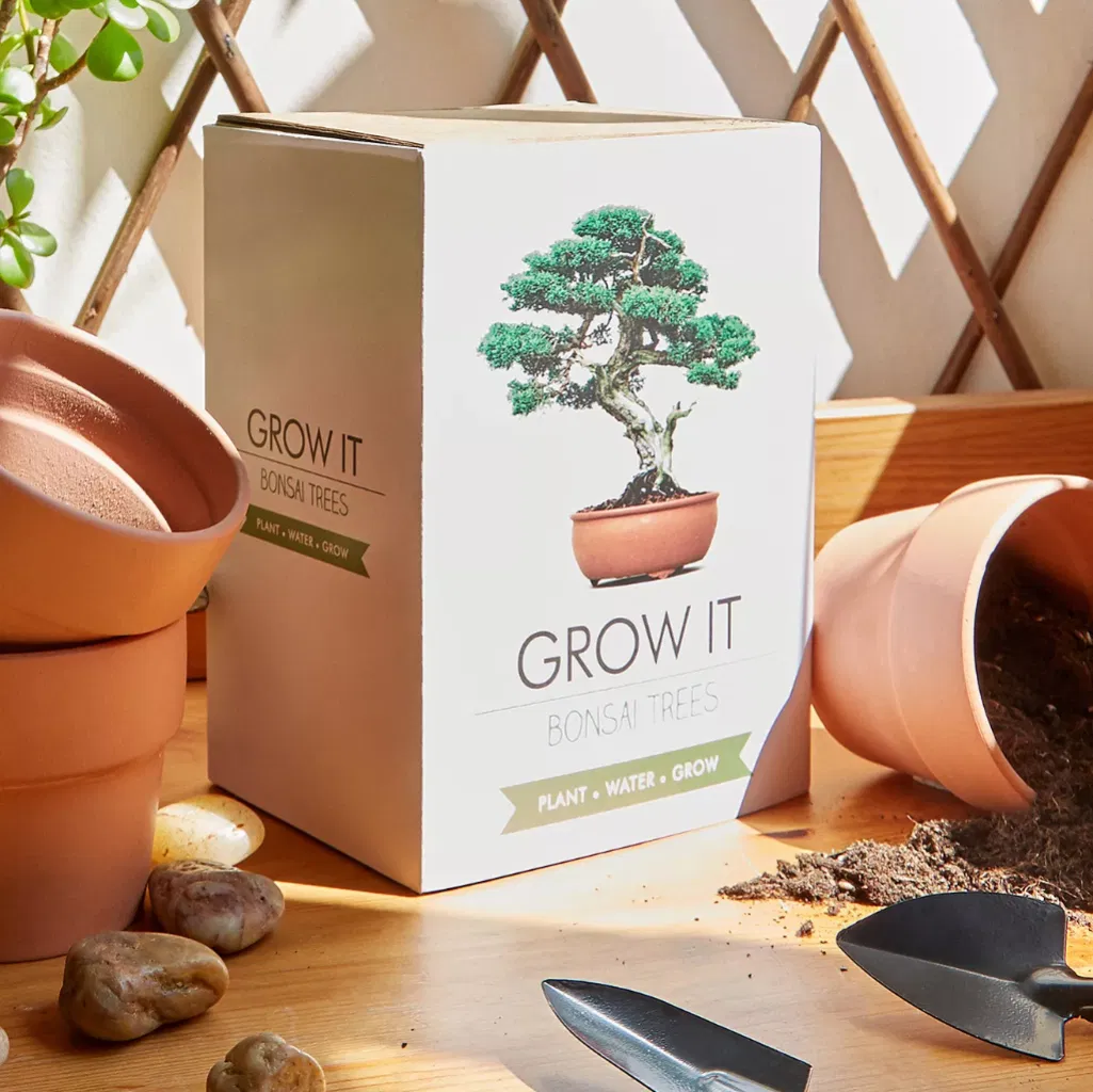 Grow Your Own Bonsai Tree Kit - main product image