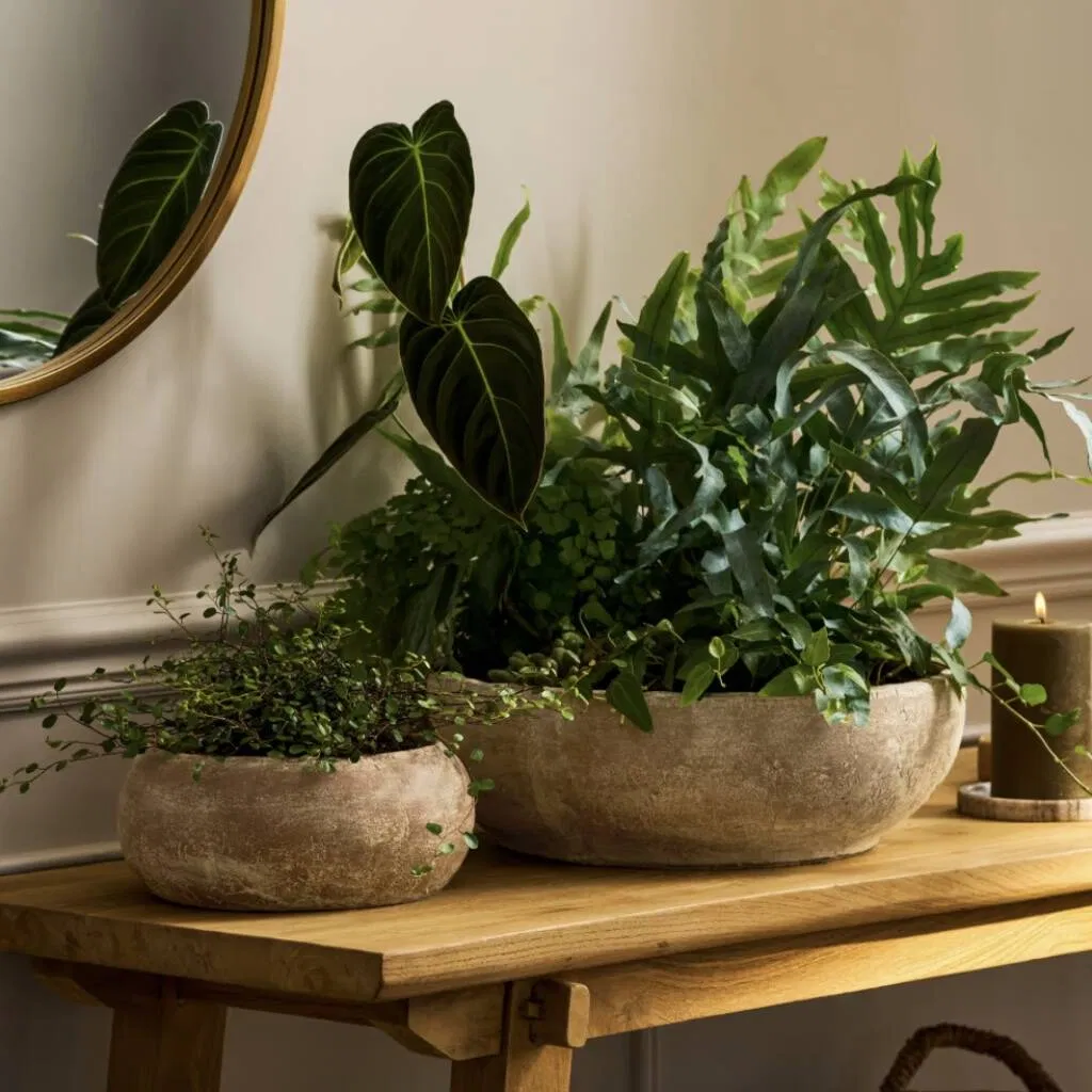 Antique Terracotta Plant Bowl - main product image