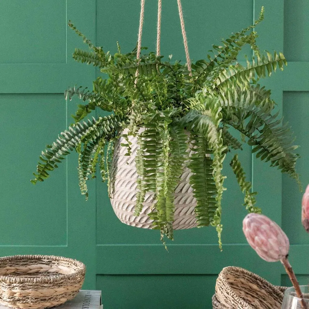 Hanging Plant Pot - main product image