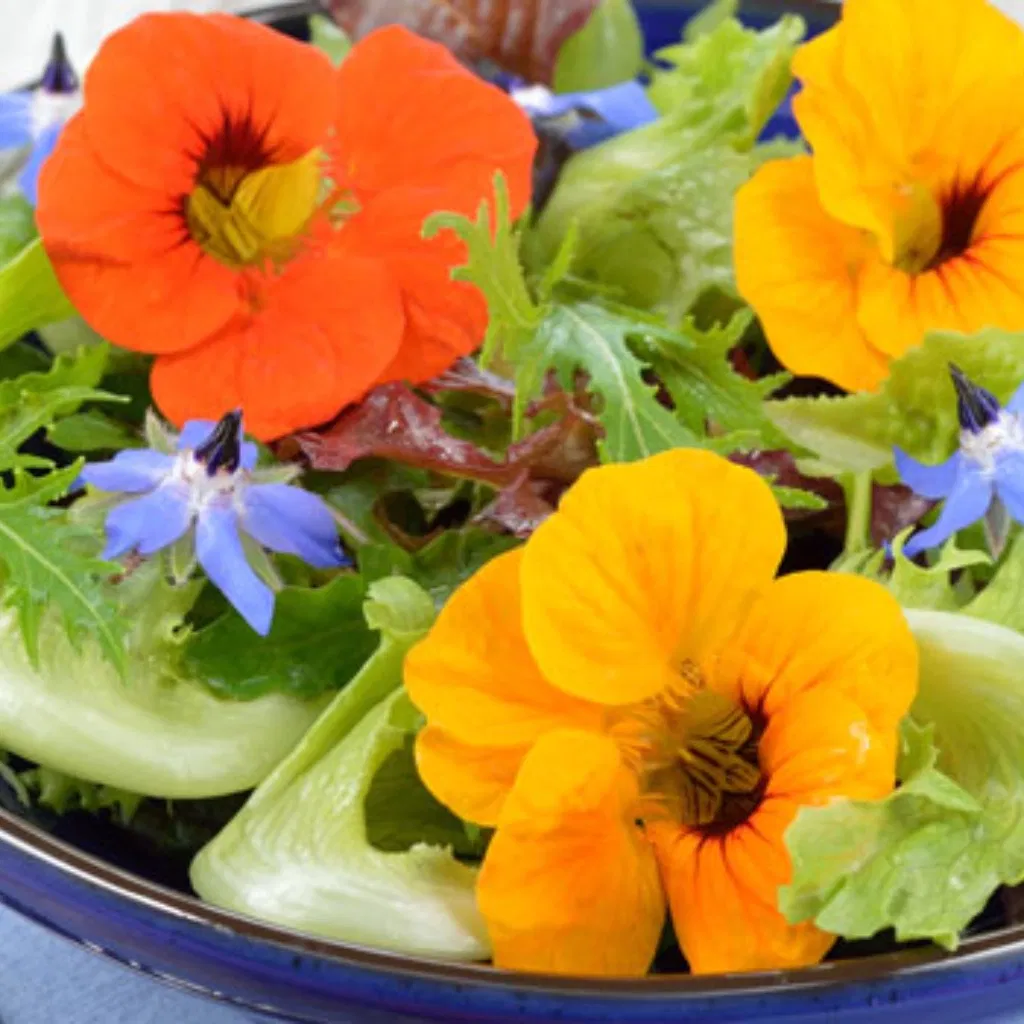 Edible Flowers Eco Grow Kit: A vibrant summer salad bowl featuring bright orange and yellow edible Nasturtium flowers and blue Borage blossoms mixed with fresh green lettuce leaves.
