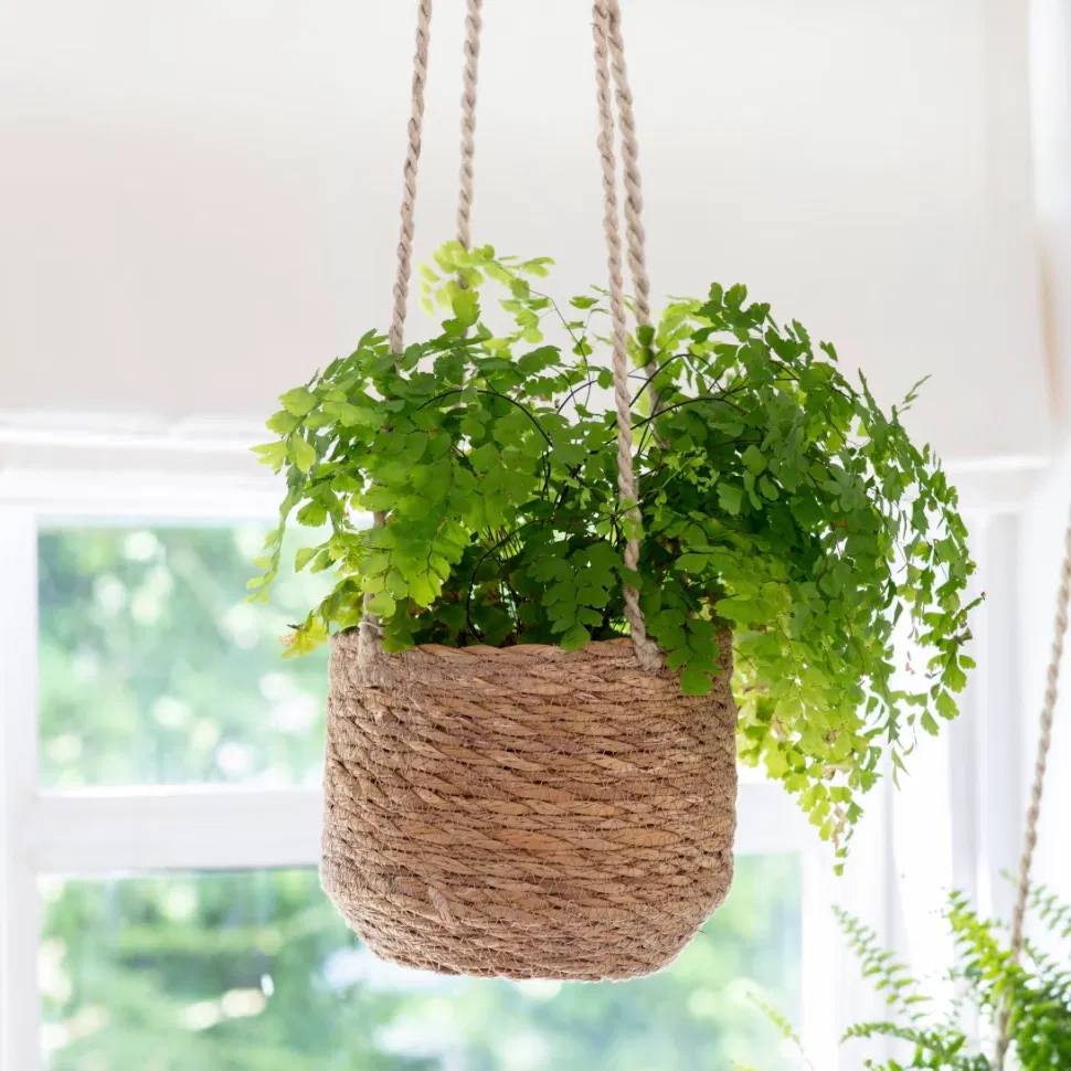 A short, hand-woven seagrass hanging plant pot containing a lush, bright green fern. The pot is suspended by sturdy jute ropes in front of a bright window, showcasing a natural, botanical indoor aesthetic.