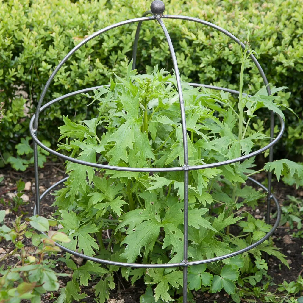 A large domed metal plant support surrounding a tall green leafy plant in a garden border.