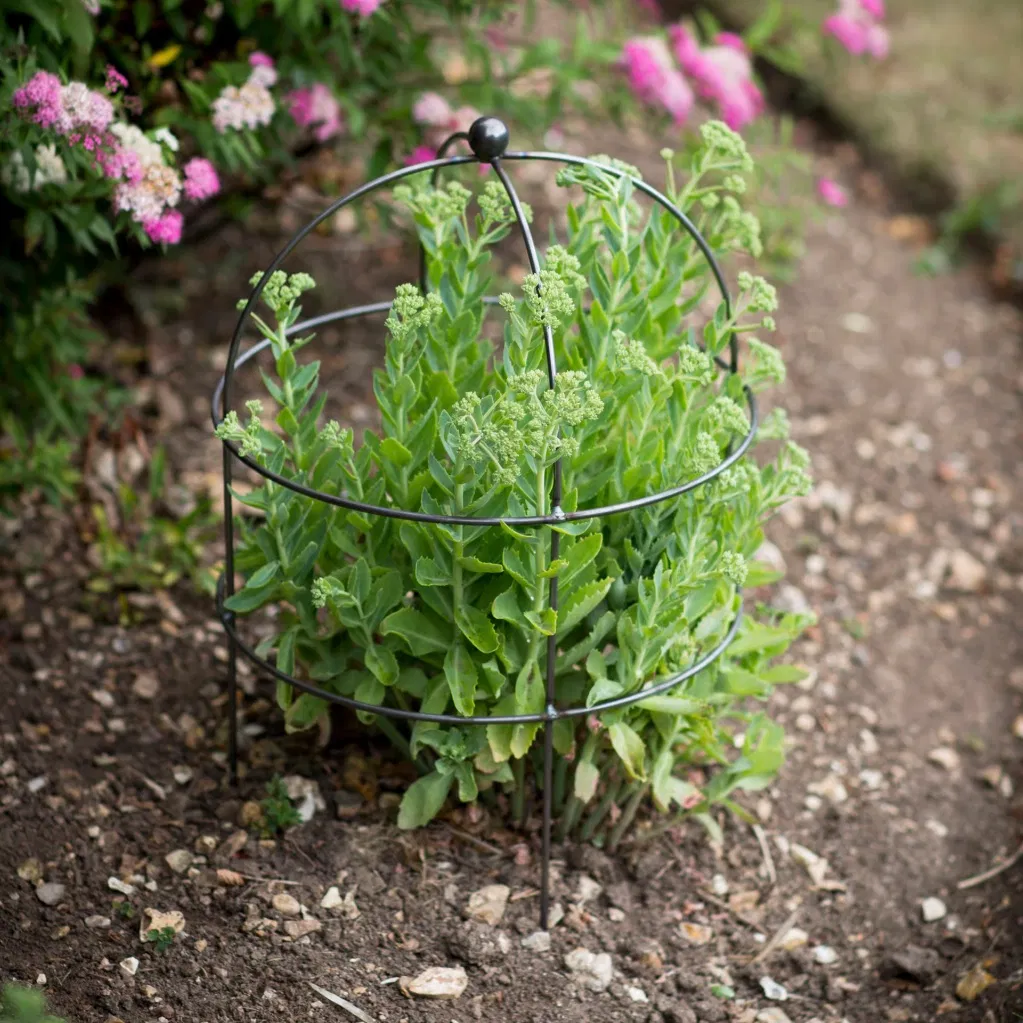 A domed raw metal plant support frame surrounding a green Sedum plant in a garden border next to pink flowers.
