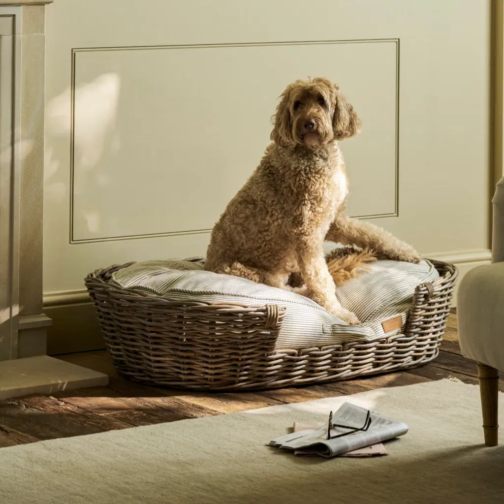 A large Labradoodle sitting comfortably in an extra large handwoven rattan dog bed with a striped cushion.