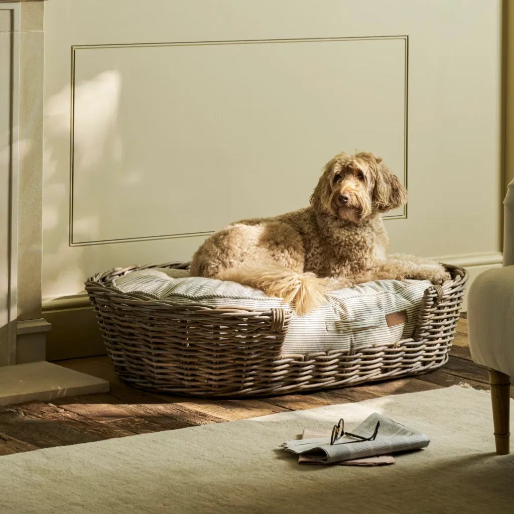 A large curly-haired dog sitting on an extra-large sage green striped cotton pet cushion.